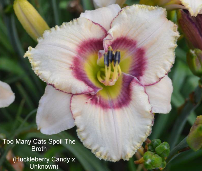 TOO MANY CATS SPOIL THE BROTH